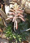 Aloe.aristata.raceme.flowers..jpg (54778 bytes)