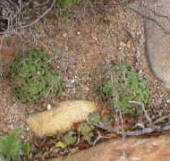 Oxalis_Karoo_garden_small.jpg (8258 bytes)