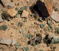 Oxalis_Namakwaland_small.jpg (19004 bytes)