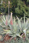 aloe.rubroviolaceae.flowers.opening.8.6.07.jpg (425757 bytes)