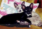 mates.cornish.rex.cats.breed.breeder.jpg (39281 bytes)