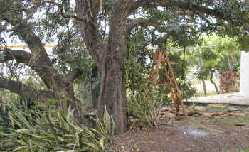 clearing.started_small.jpg (16591 bytes)