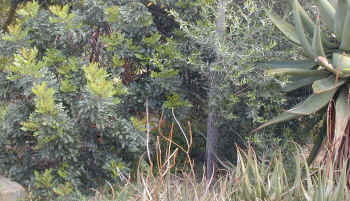 ground_level_small.jpg (15360 bytes)