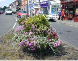 engeland.pad.blomme.jpg (75265 bytes)