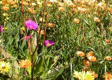 toe.onder.blomme.jpg (64092 bytes)