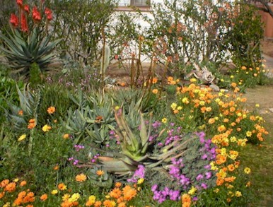 winter.blommetjies.jpg (62524 bytes)