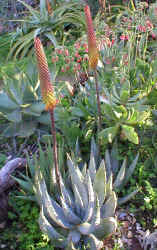 Aloe.aculiata.2005.jpg (281892 bytes)