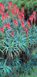 Aloe.arborescence.red.habitat.jpg (74528 bytes)