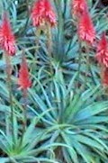 Aloe.arborescence.red.jpg (11858 bytes)