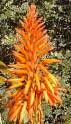 Aloe arborescens flowers orange (21832 bytes)