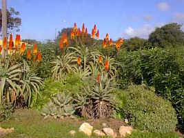 A.arborescence x thraski.jpg (24443 bytes)