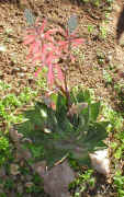 ../aloes/Aloe.aristata_X_A.variegata_plant.ra (151282 bytes)