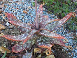 Aloe.branddraaiensis.jpg (135763 bytes)