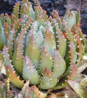 Aloe.brevifolia.jpg (35689 bytes)