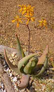 Aloe.buhri1.jpg (58687 bytes)