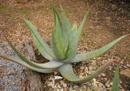 Aloe.buhrii.plant.jpg (212337 bytes)