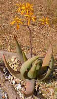 Aloe.buhrii.jpg (22176 bytes)