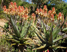 Aloe.camperii.jpg (254795 bytes)