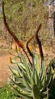Aloe.castanea.plant_small.jpg (11972 bytes)