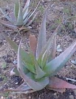 Aloe.chabaudii.group_small.jpg (14459 bytes)