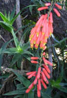 Aloe.ciliaris.close-up.1.jpg (159578 bytes)