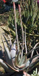 Aloe.comosa.buds.11.06.jpg (74504 bytes)