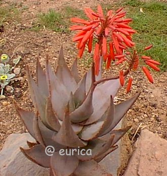 A.comptonii.jpg (35086 bytes)
