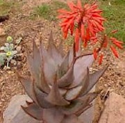 Aloe.comptonii4_small.jpg (14998 bytes)