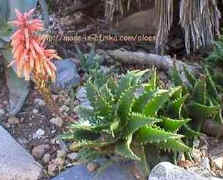 Aloe.congolensis.flower.jpg (41208 bytes)
