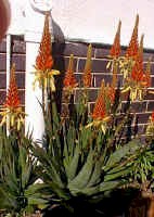 Aloe.cryptopoda_hybrid1_small.jpg (12529 bytes)