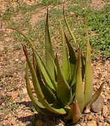 Aloe.cryptopoda.jpg (46382 bytes)
