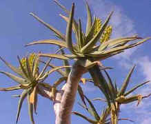 Aloe.dichotoma.branch.jpg (10154 bytes)