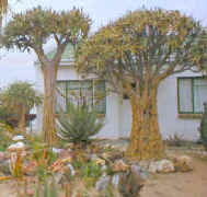Aloe.dichotoma.garden_small.jpg (10774 bytes)