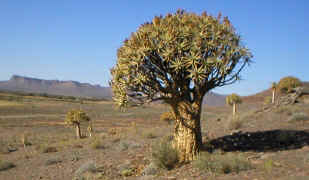 Aloe.dichotoma.habitat.jpg (64673 bytes)