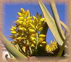 Aloe dichotoma raceme.jpg (6611 bytes)