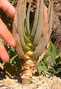Aloe.dichotoma.young.plant1.jpg (34118 bytes)