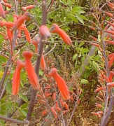 Aloe.dyeri_close-up_raceme.jpg (55644 bytes)