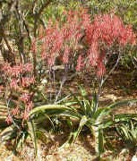 Aloe.dyerii.plant.in.bloom._small.jpg (17332 bytes)