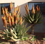 Aloe.ferox.garden.medicinal.aloe_small.jpg (7578 bytes)