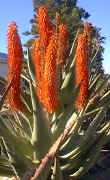 ../aloes/Aloe.ferox.ra (40242 bytes)