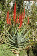 Aloe.ferox.x.A.arborescens.hybrid.jpg (169876 bytes)