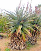 Aloe.ferox1.jpg (51843 bytes)