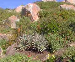 Aloe.framesi_group_scene.jpg (22593 bytes)