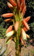 ../aloes/Aloe.gariepensis.ra (101832 bytes)