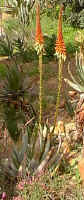 Aloe.gariepensis3_small.jpg (8370 bytes)