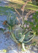 ../aloes/Aloe.globuligemma.ra (41991 bytes)