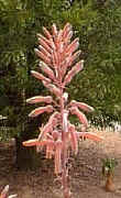 Aloe.greenii_close-up_raceme.jpg (12163 bytes)
