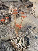 Aloe.hereroensis.habitat.namibia.orange.group.jpg (205222 bytes)