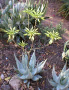 Aloe.hereroensis.yellow.aloe.2004_small.jpg (6584 bytes)