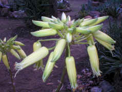 Aloe.hereroensis.yellow_flowers.jpg (79279 bytes)